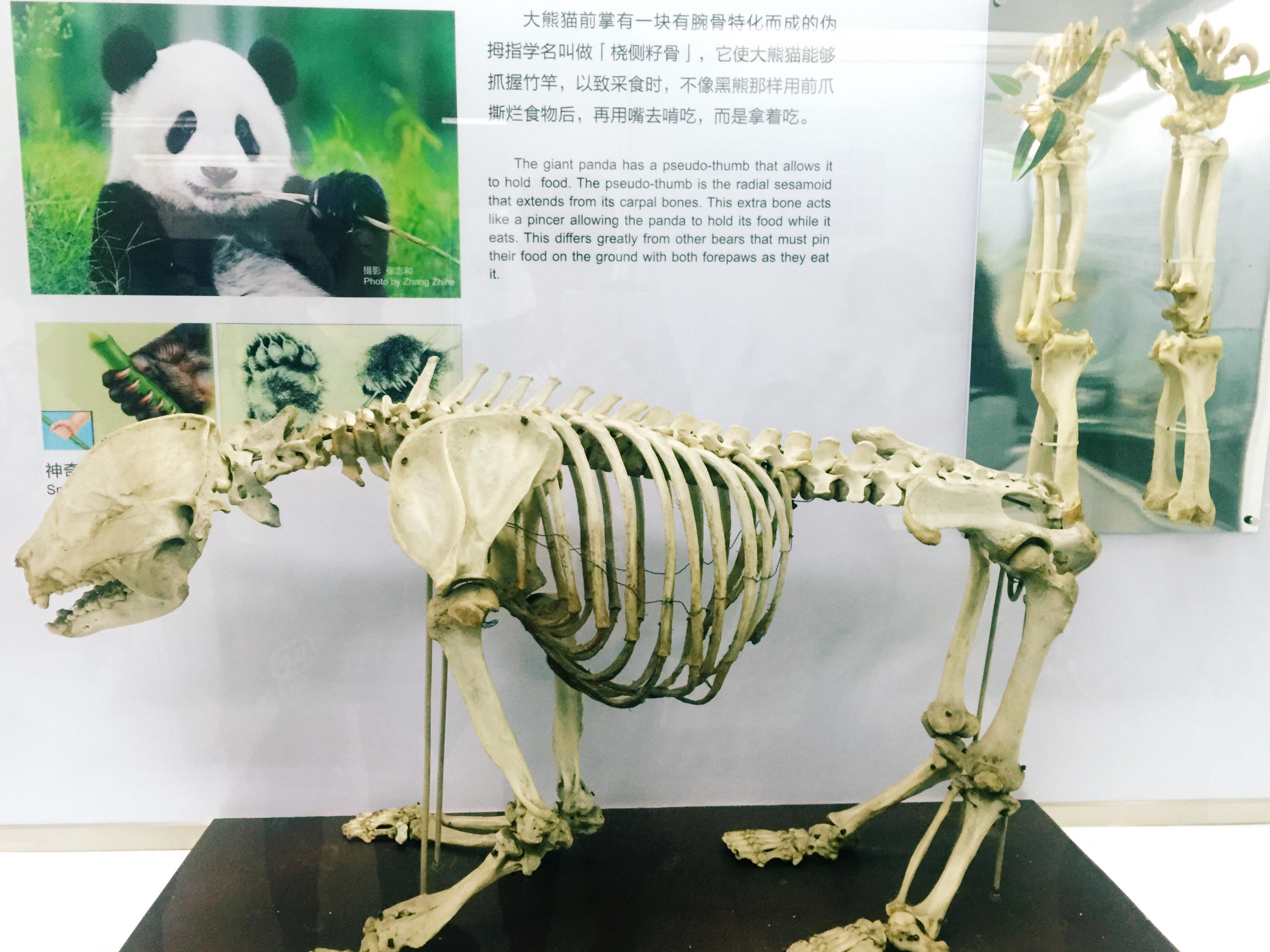 Pandas - A Conservation Effort | Reach the World