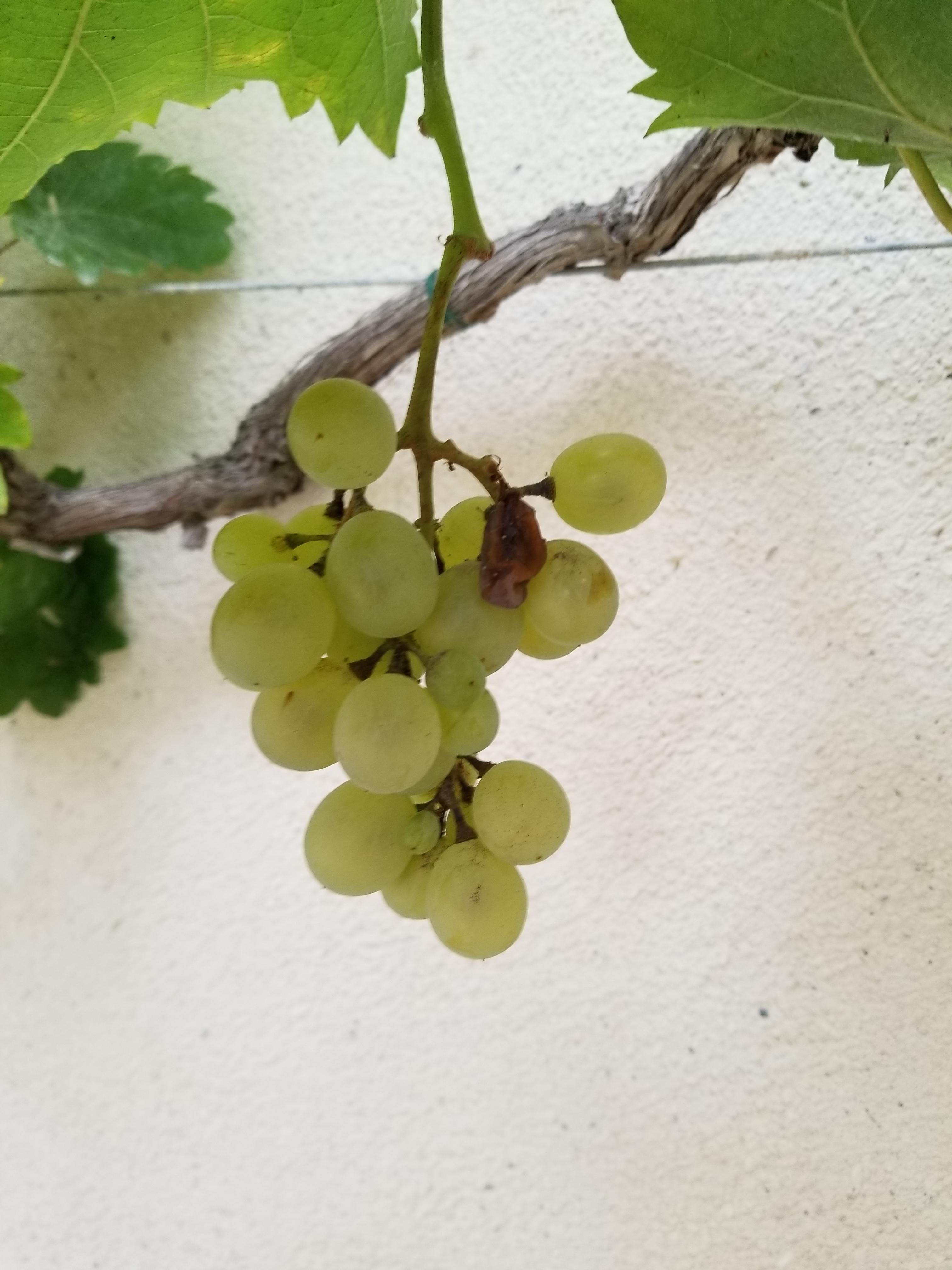 Oldest Grapes in France. Reach the World
