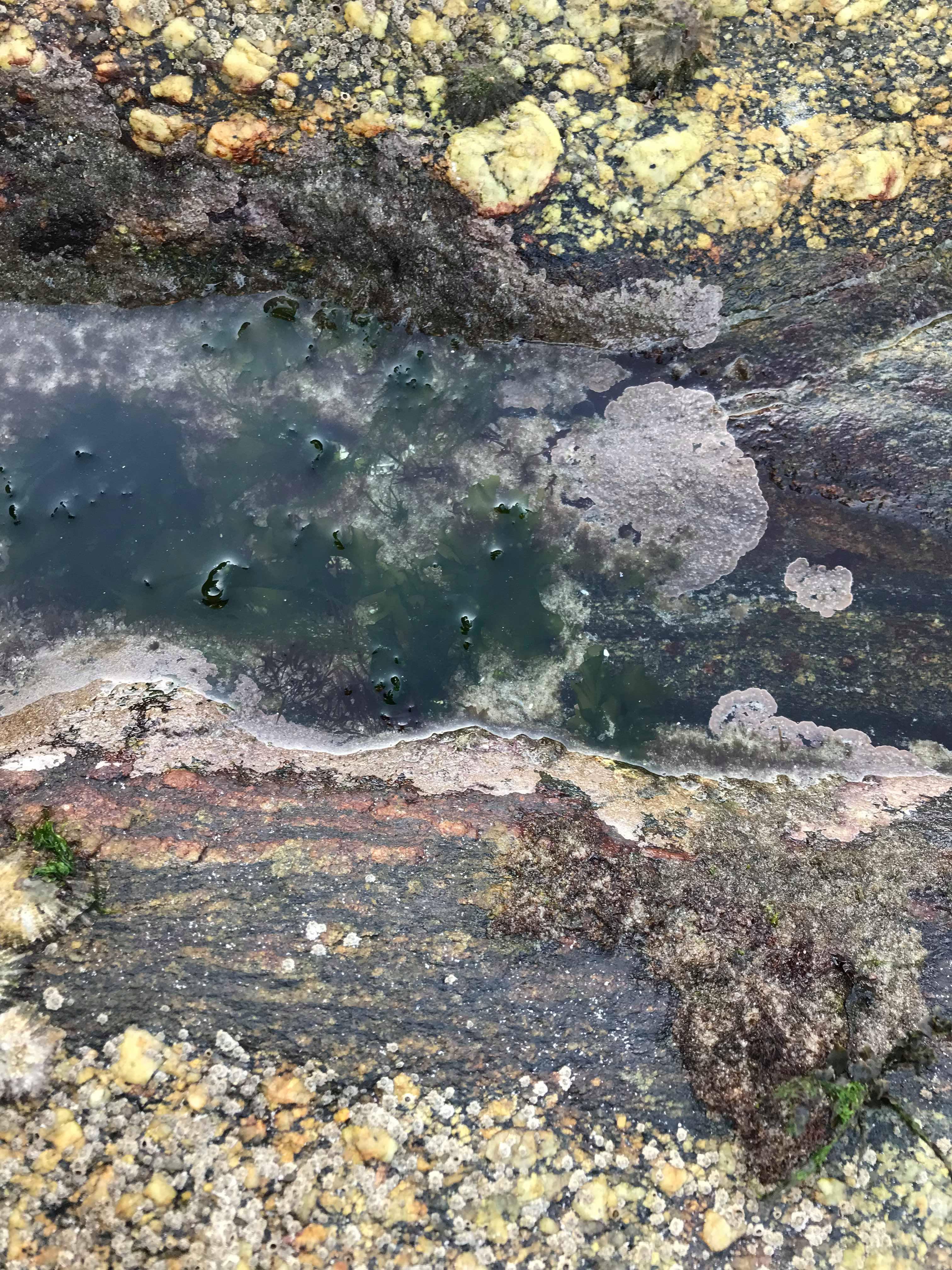 Are Barnacles Dangerous? Expert Reveals All - i9z16b1