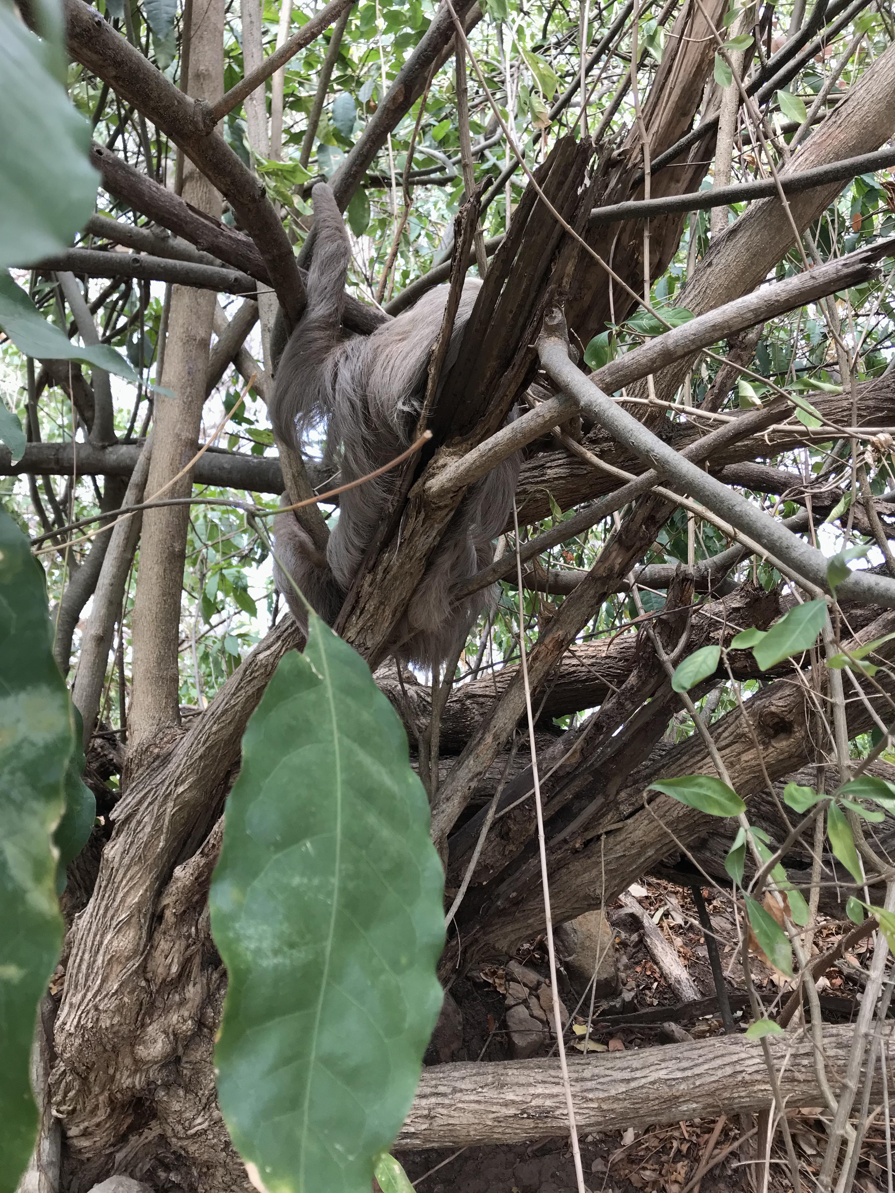 The Two-Toed Sloth (Perezoso de dos Dedos) | Reach the World