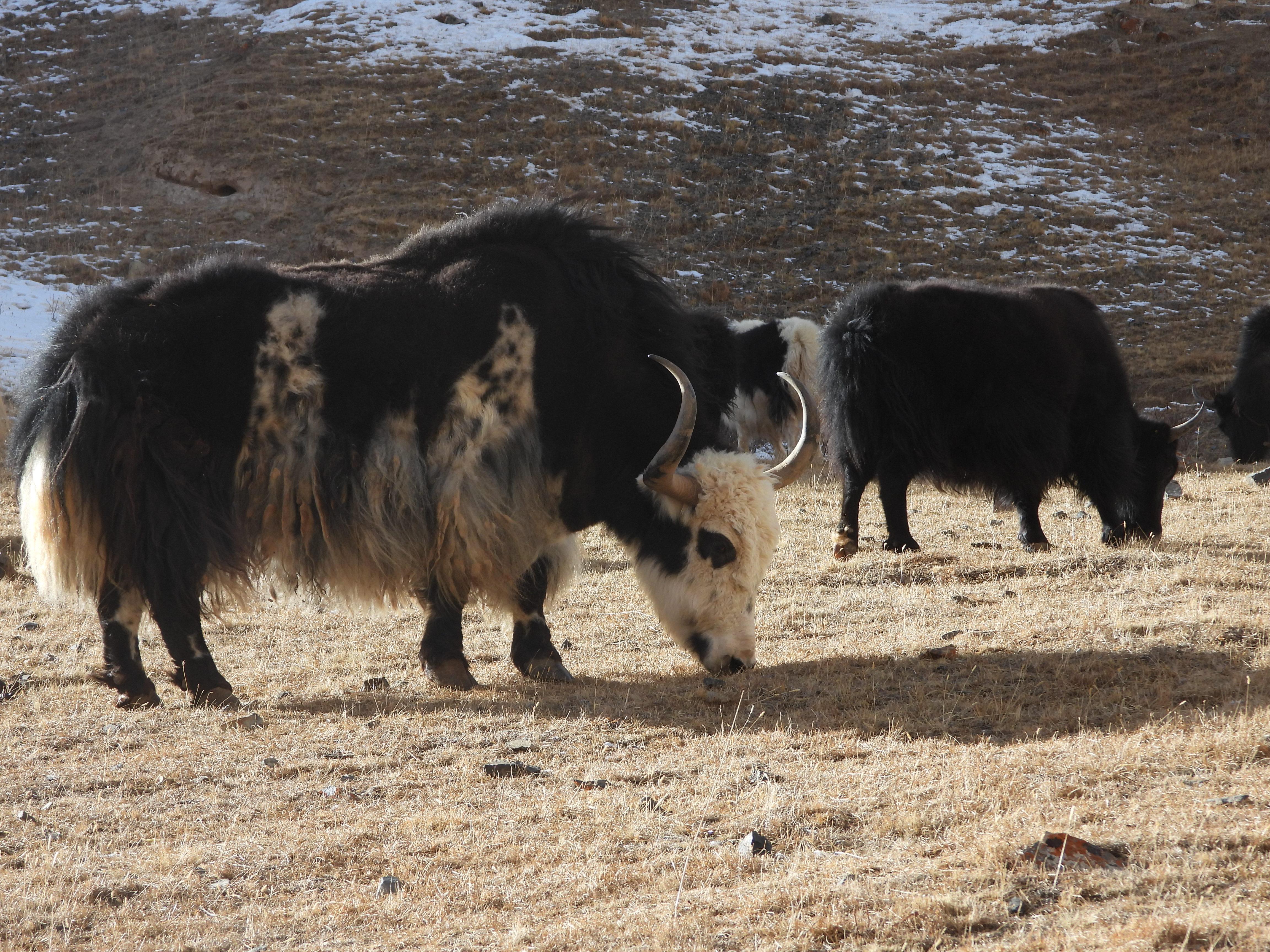 The Animals in China's The Animals in China's