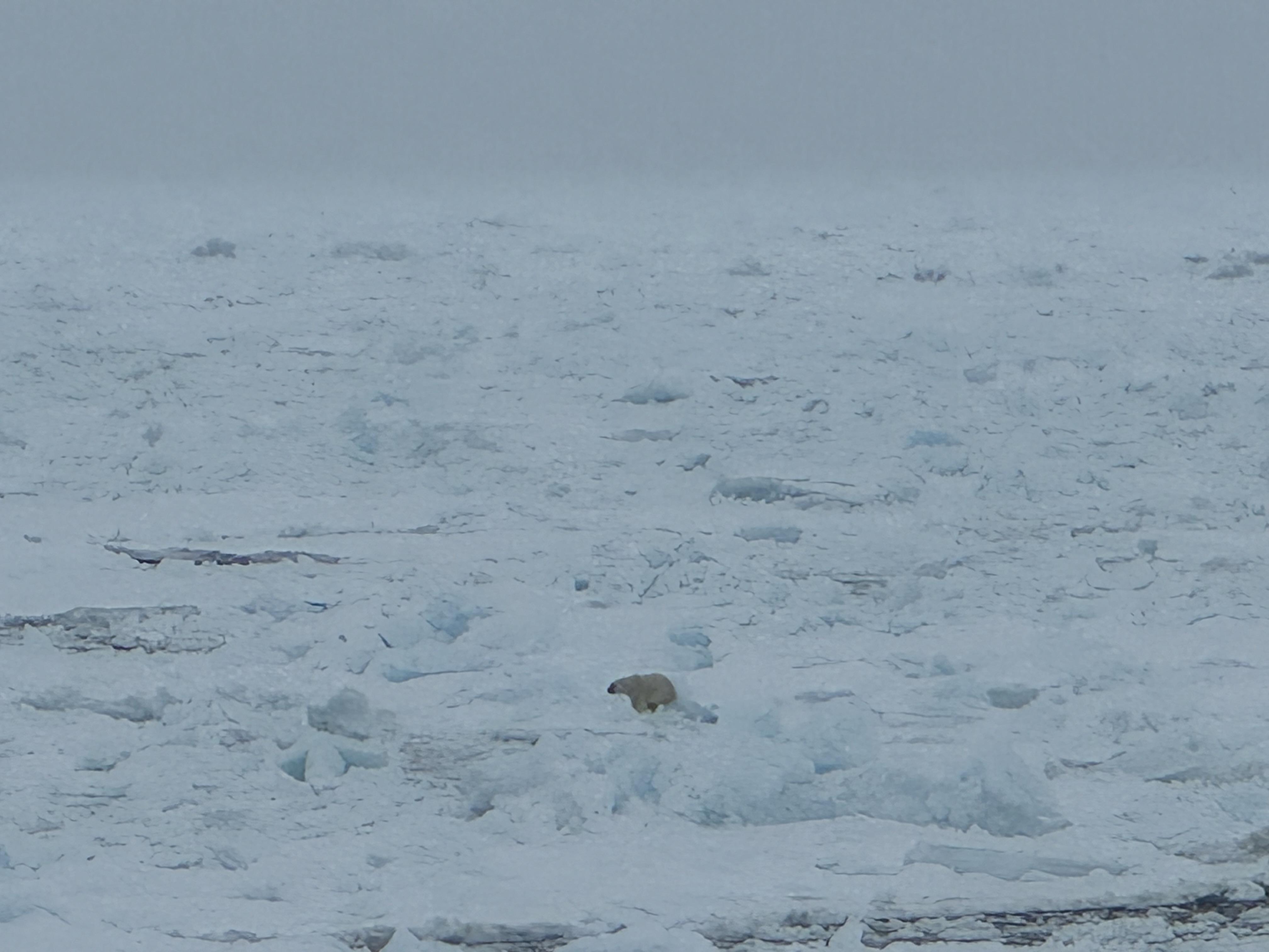 Polar Bear Sightings Reach the World