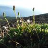 Small plants on the barren slope