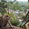 Monkeys enjoying the view