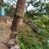 A few monkeys socializing on a ledge