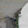 The squirrels in Hyde Park do not even flinch when they're approached 