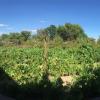 Most Kazakh families go to their dacha to relax and grow fresh fruits and vegetables