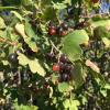 We collected a jarful of currants from the plants growing along the streets to take back to my host sister