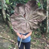 This dried up leaf fell from a tree while I was hiking the cascades