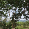 This is a guayaba tree—  another fruit native to Ecuador! 