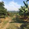 All the trees around are either guineo or clementines