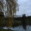 A snapshot of some cool trees in Letensky Park in Prague