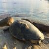 A green sea turtle (Chelonia mydas) mother returns to the ocean in the early morning after nesting