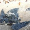 Green sea turtle mother covering nest