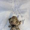 Do you recognize this little fellow? Hermit crabs are found all across the beach at Chagar Hutang