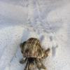 Do you recognize this little fellow? Hermit crabs are found all across the beach at Chagar Hutang