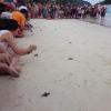 Excited guests donate funds to help release a hatchling and support the sea turtle conservation program