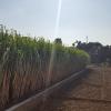 Sugar cane grows right behind my house