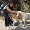 These had to be the cutest stray dogs I've seen