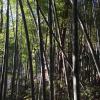 Bamboo trees are so beautiful!
