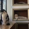 Animal cafes, such as this cat cafe, are really popular sites to play with pets and enjoy a snack on the weekend