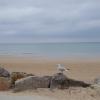Seagulls are everywhere at Courseulles