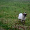 Versailles has sheep, and this one was running around in a fenced-off area of the gardens