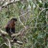 If you want to monkey around you will find many friends within the tropics of Missiones in Northwest Argentina. Here the trees are home to the trickster capuchin monkeys. You will often see them using their tales for balance as they swing across the trees