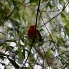Found in the jungles of Iguazú National Park in Northwest Argentina, this small, cherry red bird called the Red throat Tanager resides among the leaves. Fun fact: the males have more vibrant red feathers to attract females. 