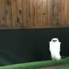 The black and white hawk eagle lives within the same area of Argentina. To catch their prey they dive down from the sky directly to their prey. 