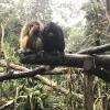 This pair of monkey are known as Howler monkeys. They are social animals that live in groups of 10-18 in the wild. Their most distinct feature is their deep roar that echoes through the tree canopy. 
