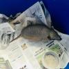 Quirquinches, pronounced (kir keeen chehs) in Argentina are small, hairy armadillos. They live in some of the harshest desert in the world covered with a moveable shell of hairy armour. 