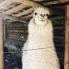 One of the most prized wildlife and livestock animals of Argentina is the llama. Llamas come in many shapes and sizes and can be found roaming around the famous Andean mountains of Argentina. 
