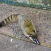 The coati is the South American raccoon. Their long noses aid them in digging in the dirt for food like small fruits and insects. However, be careful because coatis will always jump at the chance to rip into your lunch for the day.