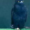 The black hawk-eagle is one of the many raptors found in the tropics of Argentina. Although the feathers on the outside appear to only be black the feathers underneath the wings are striped black and white. 