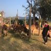 I visited the Yelagiri Hills for the Mattu Pongal pooja (poo-jah), which involves bringing all of the town’s cows together and giving them offerings