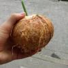 I tried coconut water straight from the fruit and it was very refreshing