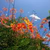 I found these stunning bushes with orange flowers everywhere in Santa Fe