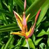 A fascinating exotic flower growing in a Santa Fe garden