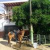 This horse was just hanging out on a winding side street