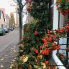 Even among all the pretty colored leaves, these berries stuck out to me on the street