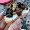 This is a cooked mix of the porcini, karljohan, and the blek taggsvamp mushrooms