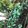 We snacked on wild lingonberries when we were out looking for mushrooms