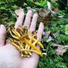 Here you can see how small these mushrooms are, relative to my hand