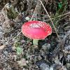 This vividly red mushroom belongs to a family of dangerous mushrooms. Despite its beautiful color, this mushroom can be lethal if eaten! 