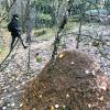 We stumbled upon a massive anthill that was over half the height of a grown man!