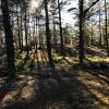 I am always captivated by the simple sight of sunlight filtering through trees