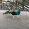 We chanced upon this intense, vivid colored bird at the market! 