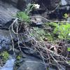 Look how those flowers have adapted to their environment: they're hugging the rocks!