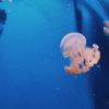 This might be the cutest jellyfish I’ve ever seen!